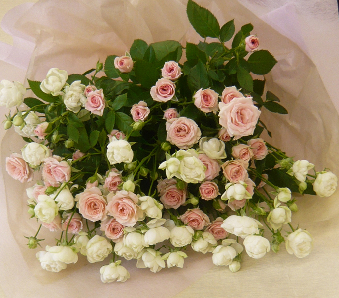 ����ԁ@���ԉԑ�/���f�B�A���E�C�b�g